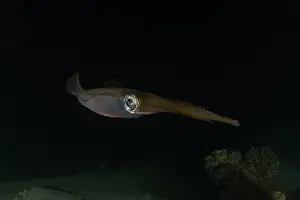 Blue Beach Prints: Squid in the Red Sea Colorful and beautiful, Eilat Israel