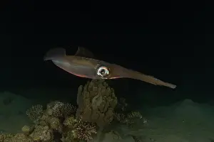 Blue Beach Prints: Squid in the Red Sea Colorful and beautiful, Eilat Israel