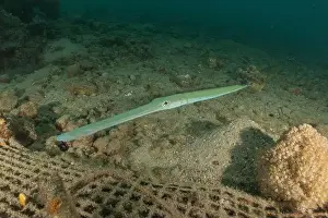 Blue Beach Prints: Squid in the Red Sea, Colorful and beautiful, Eilat, Israel