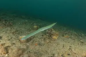 Blue Beach Prints: Squid in the Red Sea, Colorful and beautiful, Eilat, Israel