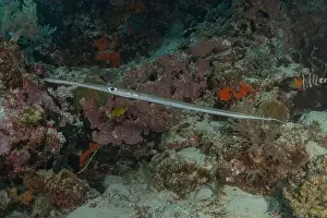 Blue Beach Prints: Squid in the Red Sea Colorful and beautiful, Eilat Israel