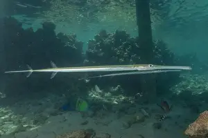 Blue Beach Prints: Squid in the Red Sea Colorful and beautiful, Eilat Israel