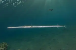 Blue Beach Prints: Squid in the Red Sea Colorful and beautiful, Eilat Israel