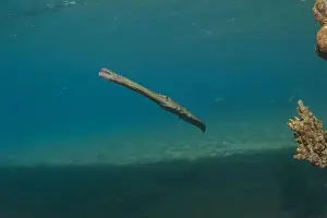 Blue Beach Prints: Squid in the Red Sea Colorful and beautiful, Eilat Israel