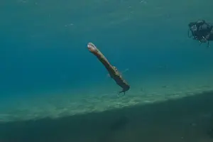 Blue Beach Prints: Squid in the Red Sea Colorful and beautiful, Eilat Israel