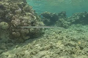 Blue Beach Prints: Squid in the Red Sea Colorful and beautiful, Eilat Israel