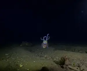 Scuba Diver Prints: Squid swimming at night looking for prey