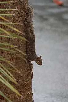 Sciurus Carolinensis Prints: A squirrel crawling down a palm tree
