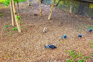 Nibbling Prints: Squirrel eating food on ground among pigeons near trees in Central Park on spring day