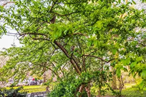 Central Park Prints: Squirrel perched on tree branch in Central Park surrounded by bright green leaves on sunny spring day