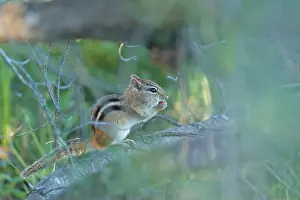 Chipmunk Prints: a squirrel perched on a tree limb