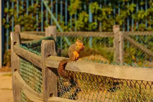 Nature Lovers Prints: Squirrel perched on a wooden fence