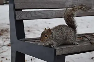 Hibernation Prints: A squirrel sitting on a wooden bench outdoors during winter, in Montreal, Canada