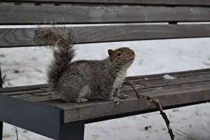 Chilly Prints: A squirrel sitting on a wooden bench outdoors during winter, in Montreal, Canada