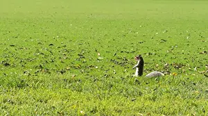 Chipmunk Prints: Squirrel standing on a green meadow. Washington D.C. USA