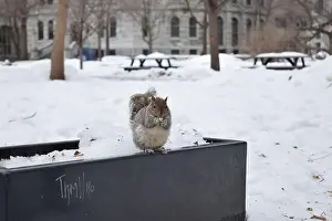 Critter Prints: A squirrel standing in snow, in Montreal, Canada