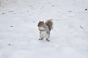 Critter Prints: A squirrel standing in snow, in Montreal, Canada