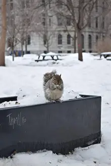 Critter Prints: A squirrel standing in snow, in Montreal, Canada