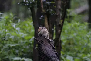 Dslr Prints: Squirrel viewing it's world