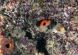 Tropical Island Prints: A Squirrelfish (Holocentrus adscensionis) in Punta Cana, Dominican Republic