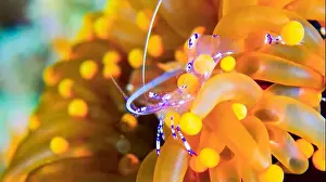 Animal Behaviour Prints: Sravasti Anemone Shrimp, Ancylomenes sarasvati