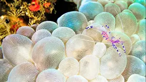 Animal Behaviour Prints: Sravasti Anemone Shrimp, Ancylomenes sarasvati