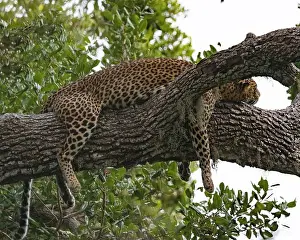 Leopard Prints: A Sri Lankan leopard resting in a tree in Yala National Park