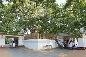 Worshipers Prints: Sri Maha Bodhi, Anuradhapura, Sri Lanka. View of the sacred bodhi tree