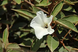 Ebony Prints: A St Helena Ebony flower, thought to be extinct until 1980