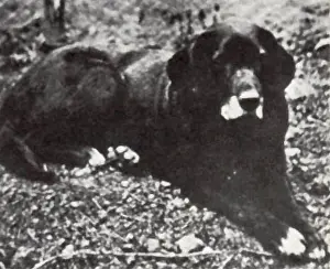 St. John's Dog Nell, taken 1867