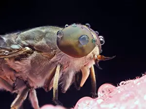 Eyed Prints: Stable Fly or Horse Fly insect, Tabanidae in Thailand and Southeast-Asia