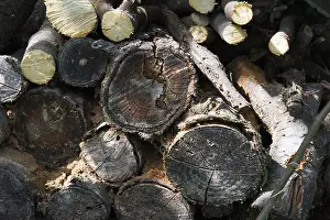 Organic Material Prints: A stacked wood logs, showcasing their rough textures and varying sizes