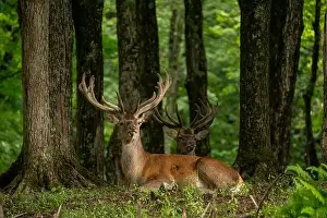 Whitetail Prints: Two stags lying down in the forest