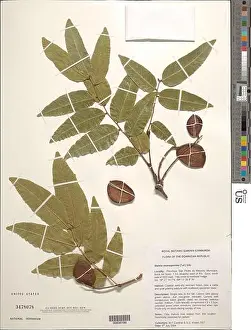 Environmental Science Prints: Stahlia monosperma Tul Urb Stahlia monosperma Tul Urb