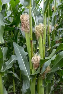 Farms Prints: Stalks of corn grow in a field in holland in july