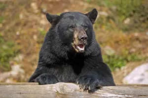 Black Bear Prints: A standing Black Bear