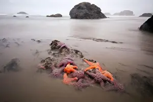 Sea Star Prints: Star fish exposed on the Oregon coast at extreme low tide - long exposure
