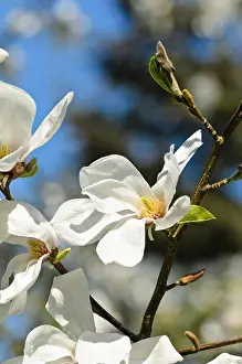 Magnolia Prints: Star magnolia (Magnolia stellata Rosea')