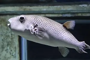 Toxin Prints: Star Puffer (Arothron stellatus) in an aquarium
