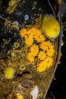 Invasive Prints: Star Tunicate, Botryllus schlosseri