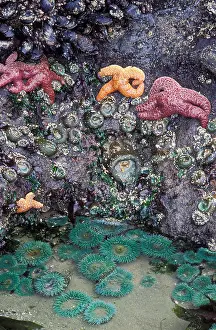 Pacific Northwest Prints: Starfish anemones and mussels on tidepool rocks Oregon coast