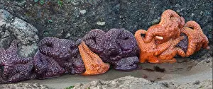 Starfish Prints: Starfish cling to rocks during low tide at Point of the Arches on Shi Shi Beach