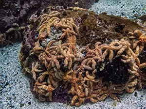 Underwater Photography Prints: Starfish colony during a dive in Simon's town, Cape Town, South Africa