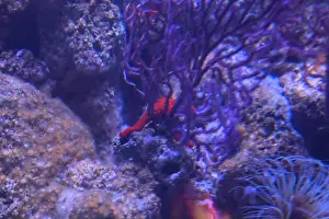 Water Beach Prints: Starfish behind a coral on a rock in an aquarium tank seen up close