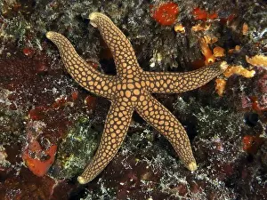 Echinodermata Prints: Starfish with dot pattern, New Caledonia starfish
