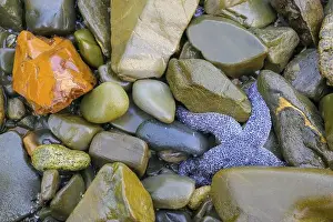 Echinoderm Prints: Starfish (Echinodermata spec.) between coloured stones in a water body in a natural environment