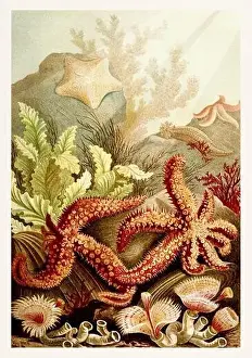 African Art Prints: Starfish, Echinoderms. Antique book illustration by Brehm, Alfred Edmund, 1829-1884