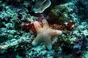 Underwater Photography Prints: Starfish on Maldives island. Tropical and coral sea wildelife