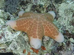 Sea Stars Prints: Starfish with orange-coloured patterns