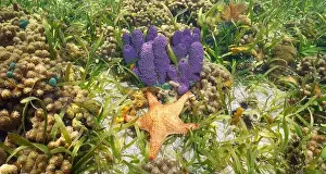 Sea Star Prints: A starfish with sea sponge and seagrass underwater on a shallow reef in the Caribbean sea